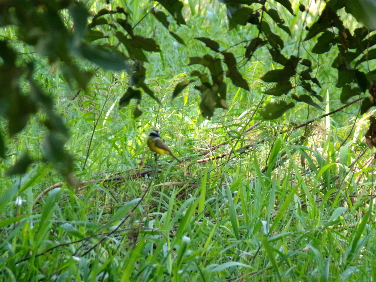 Lesser Kiskadee - ML641050719