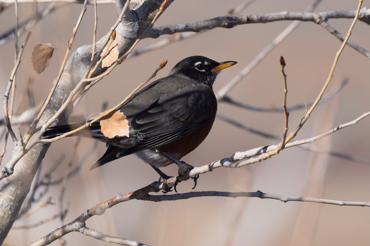 American Robin - ML641050722