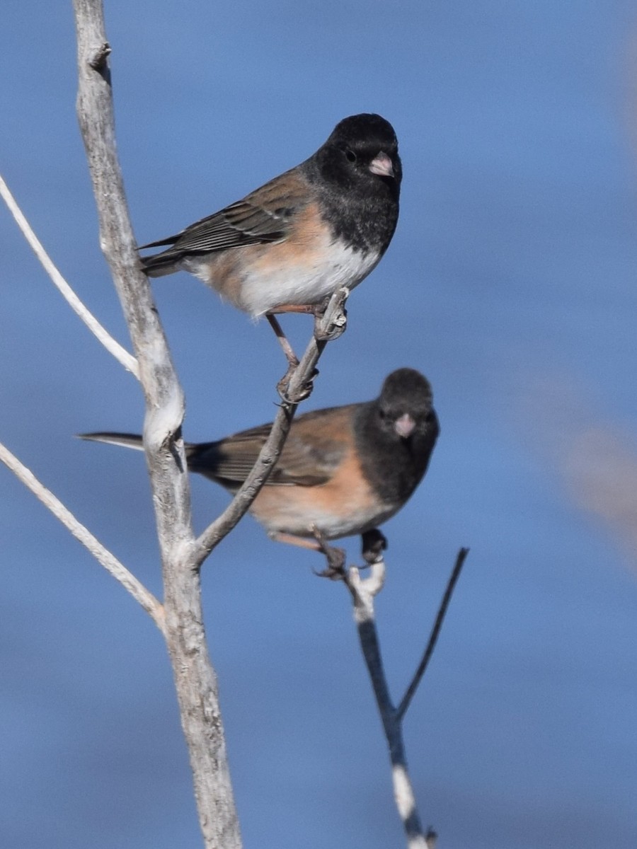 Junco ardoisé (groupe oreganus) - ML641050730