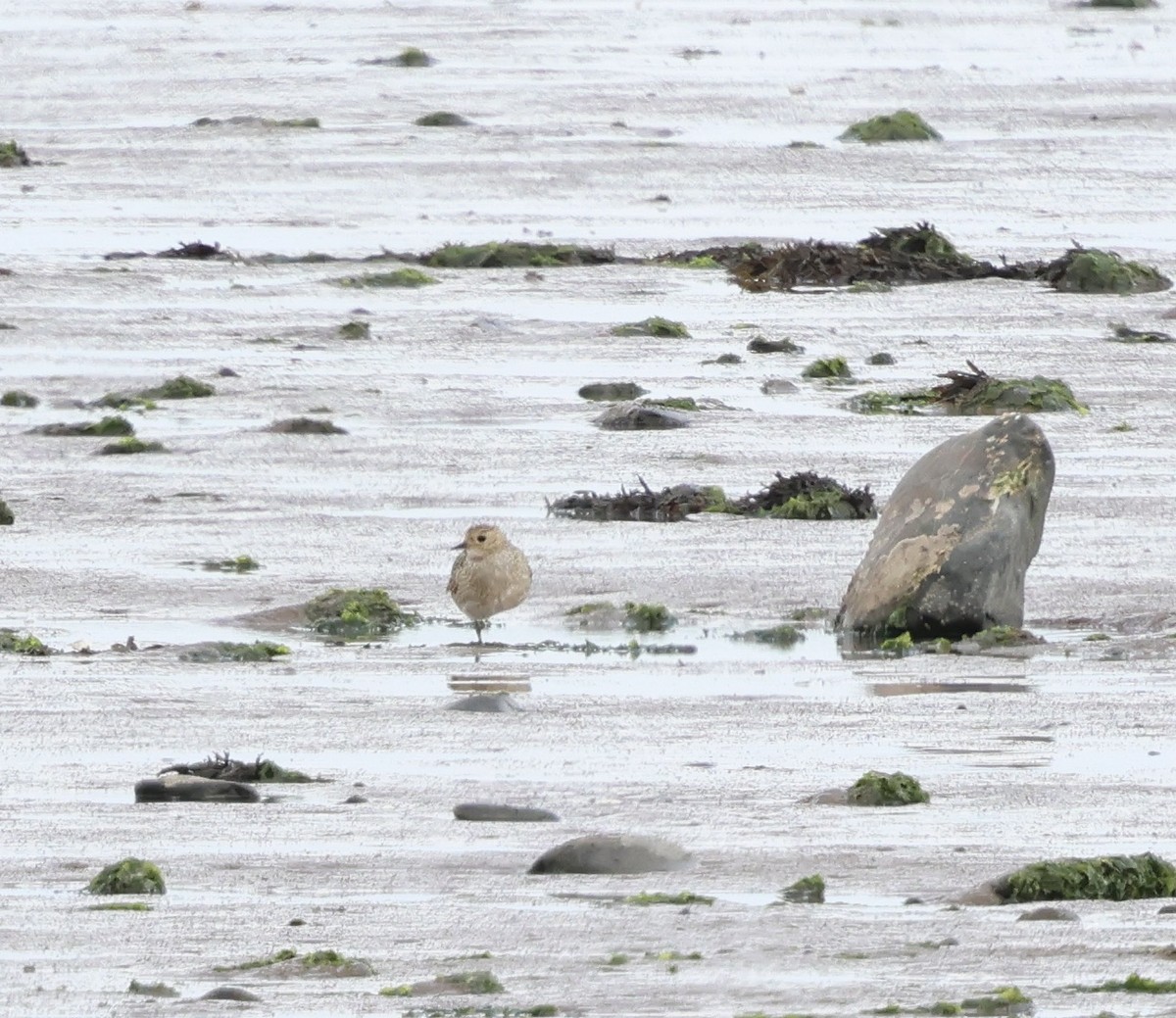European Golden-Plover - ML641050762