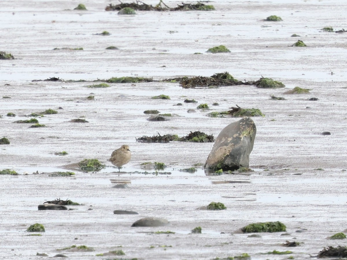 European Golden-Plover - ML641050763