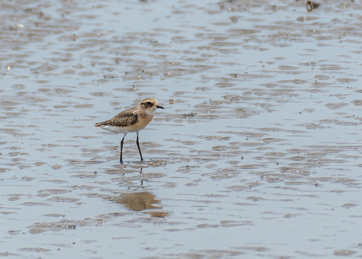 Tibetan Sand-Plover - ML641050849
