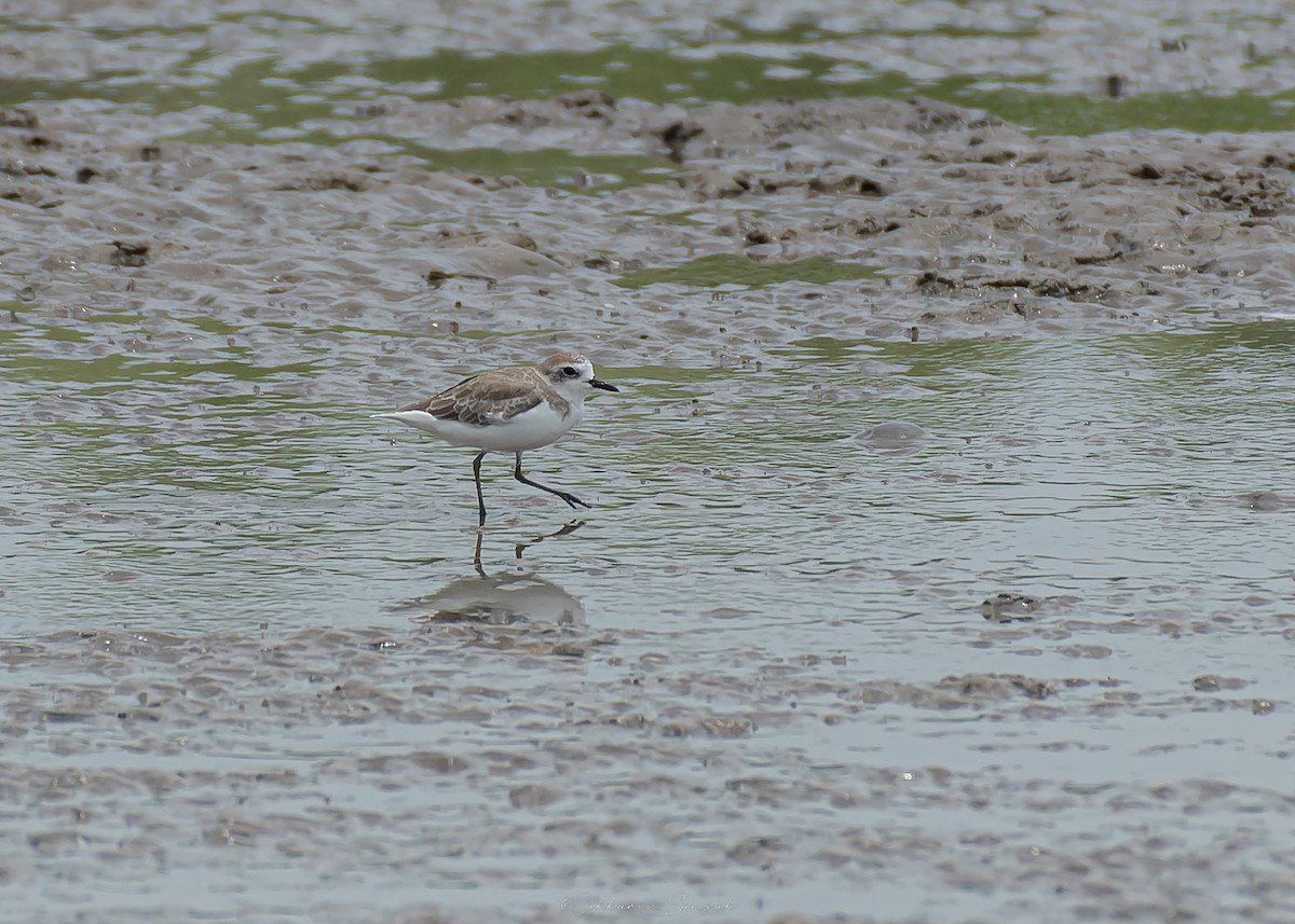 Tibetan Sand-Plover - ML641050850