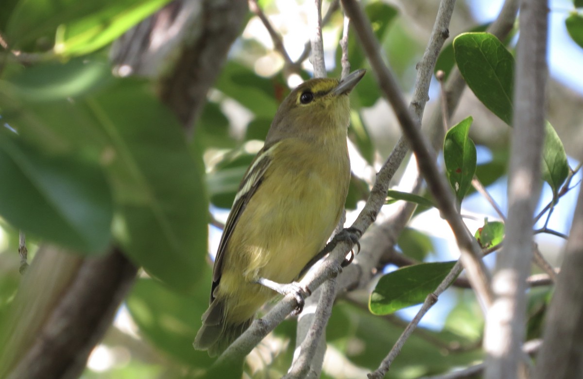 arawakvireo - ML641050876