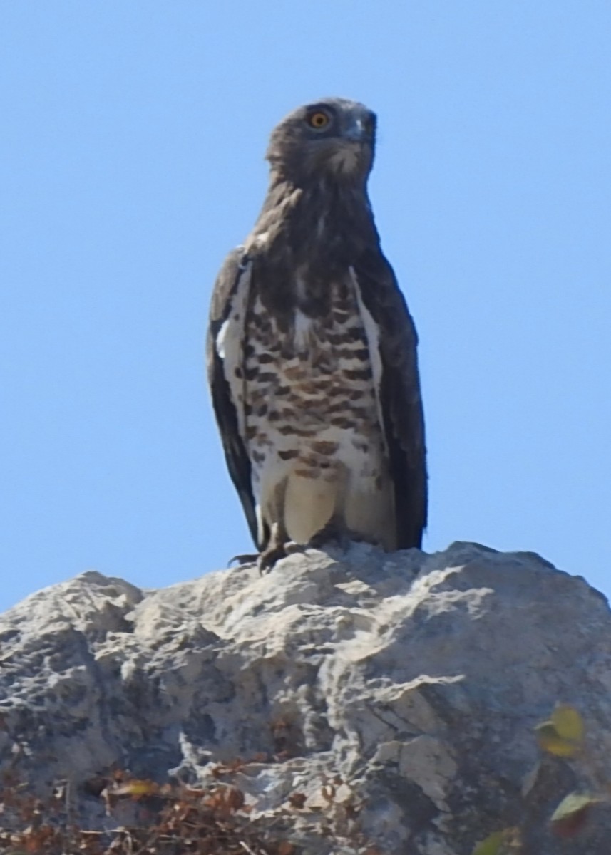 Short-toed Snake-Eagle - ML641050912