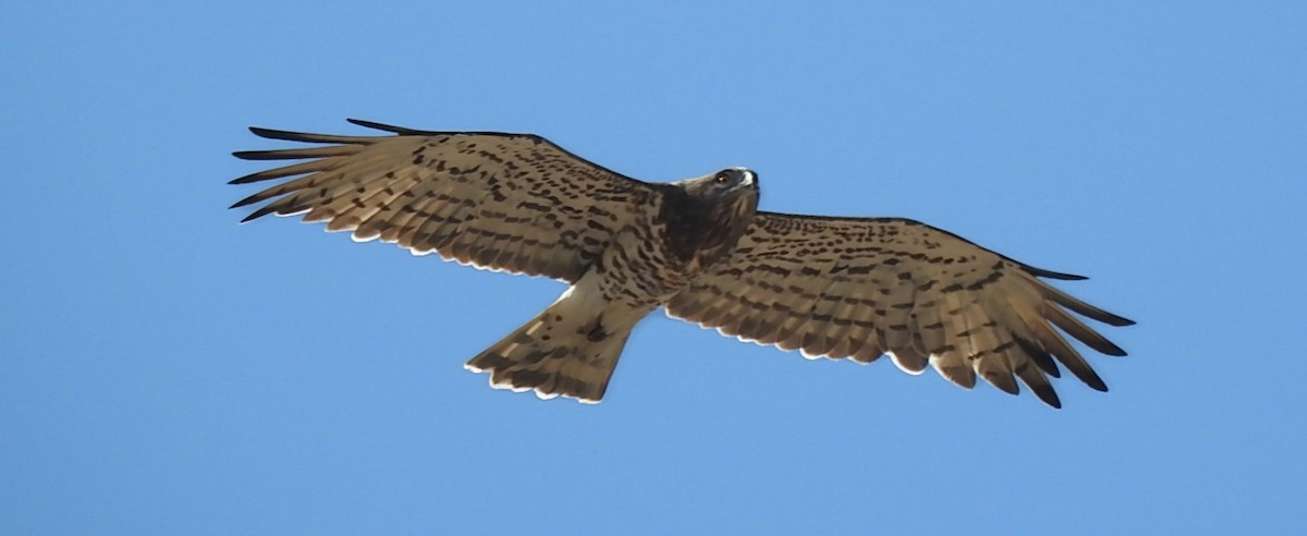 Short-toed Snake-Eagle - ML641050913
