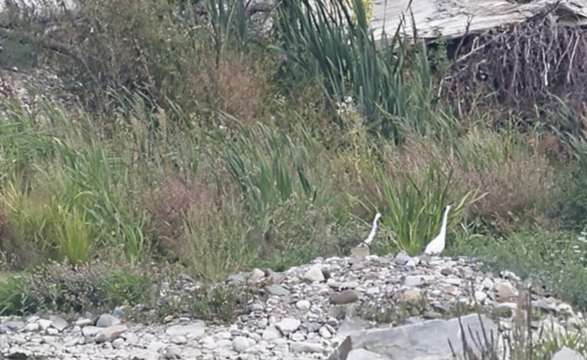 Little Egret (Western) - ML641050916