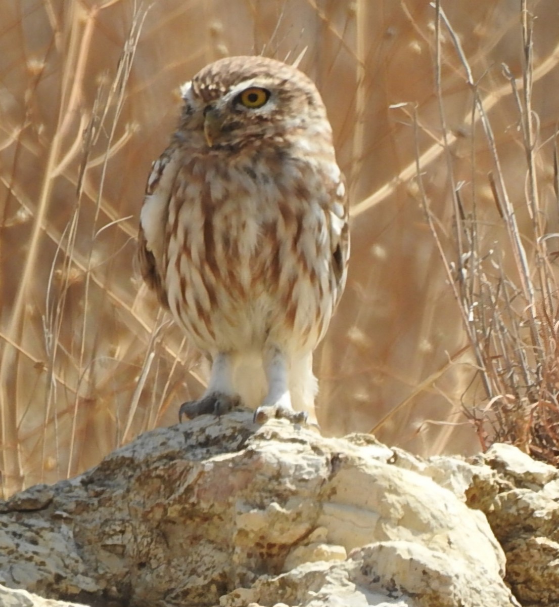 Little Owl - ML641050925