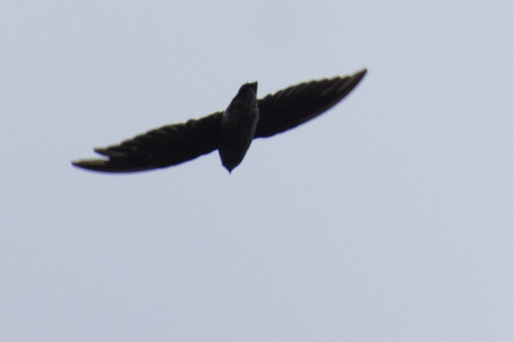 White-rumped Spinetail - ML641050935