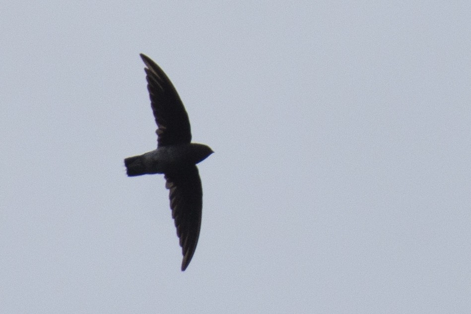 White-rumped Spinetail - ML641050937