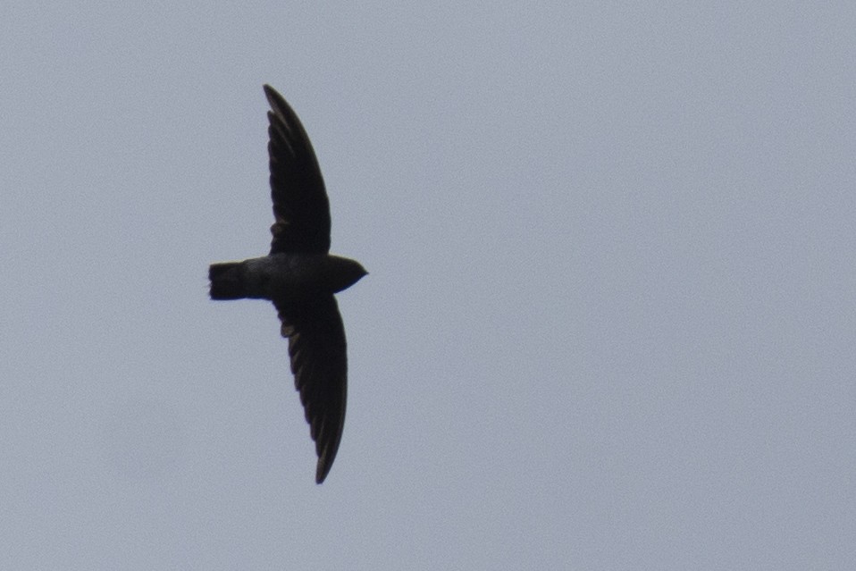 White-rumped Spinetail - ML641050938