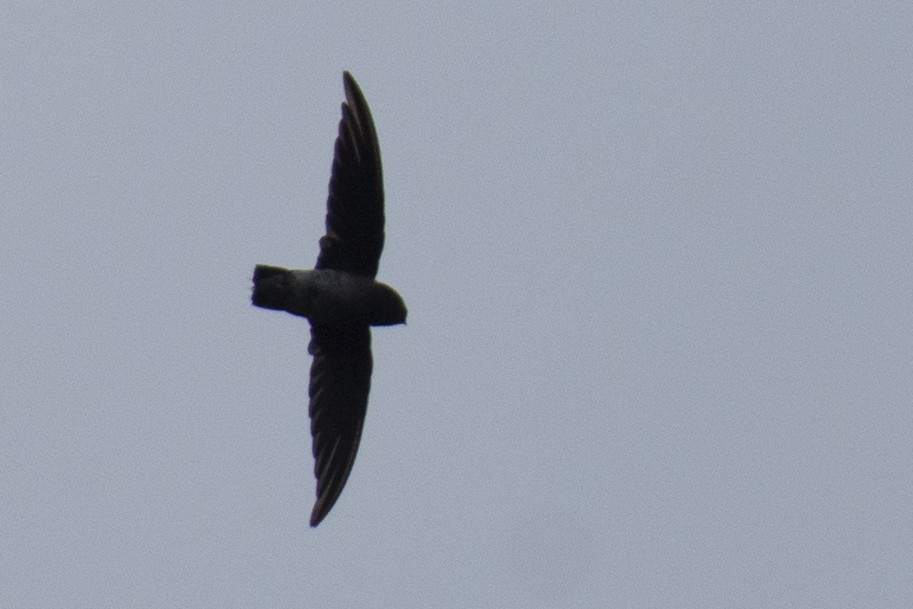 White-rumped Spinetail - ML641050941