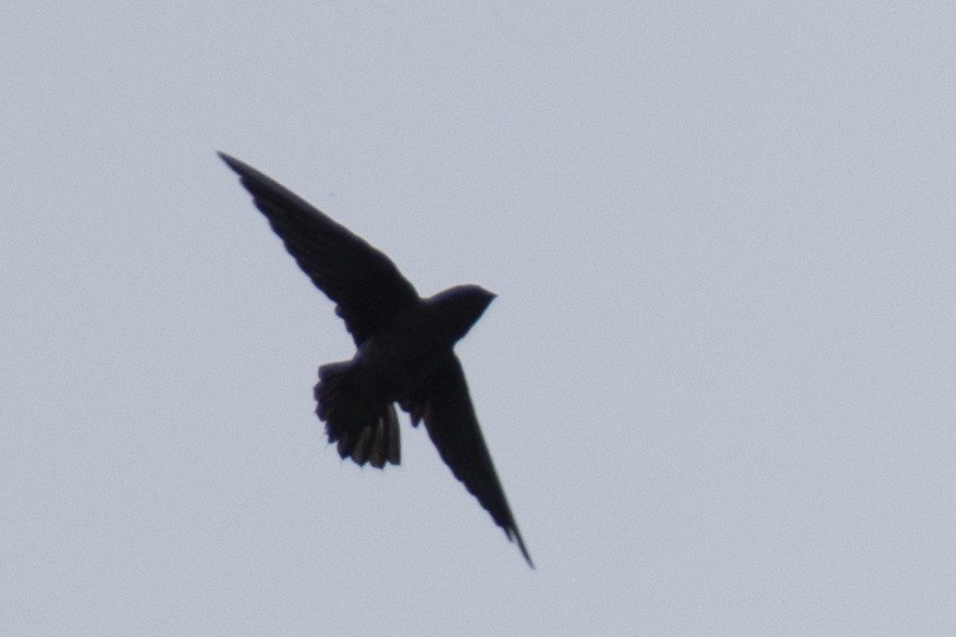 White-rumped Spinetail - ML641050943