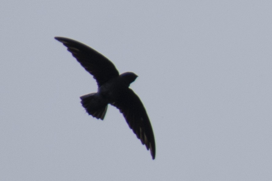 White-rumped Spinetail - ML641050944