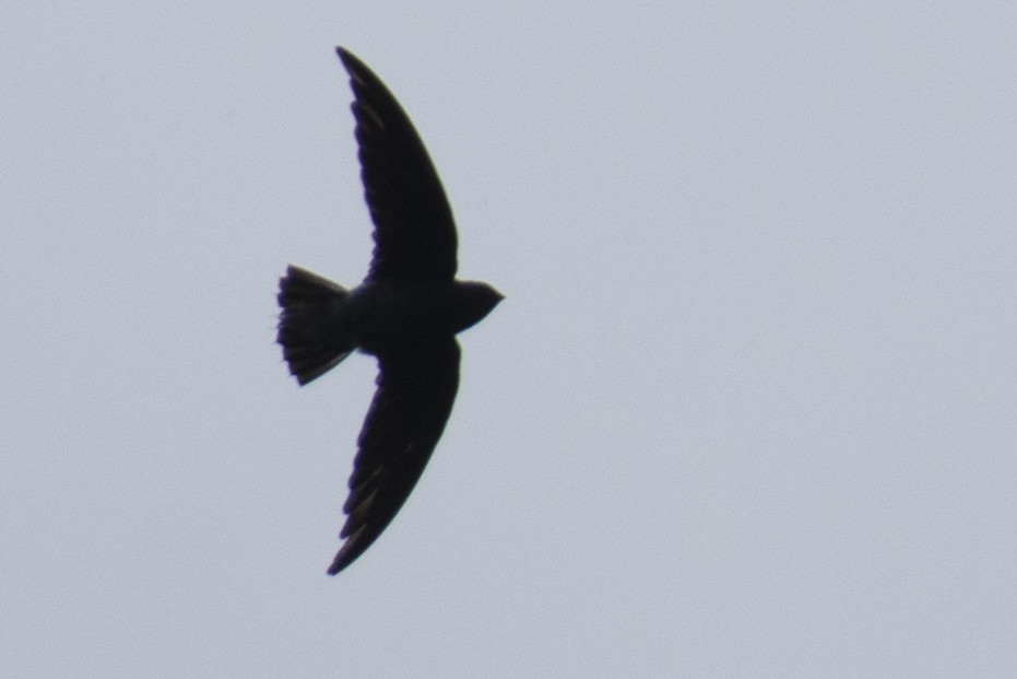 White-rumped Spinetail - ML641050945