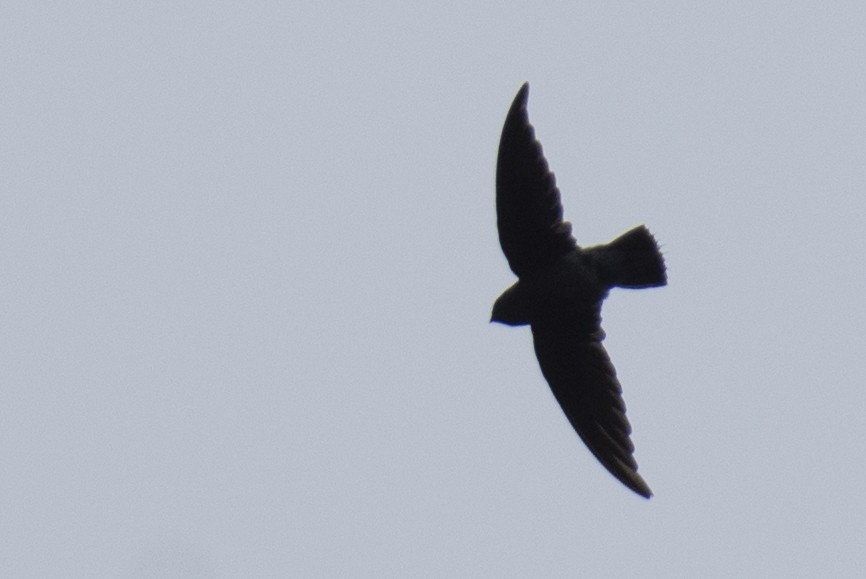 White-rumped Spinetail - ML641050946