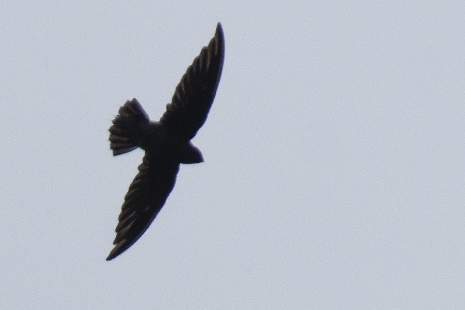 White-rumped Spinetail - ML641050947