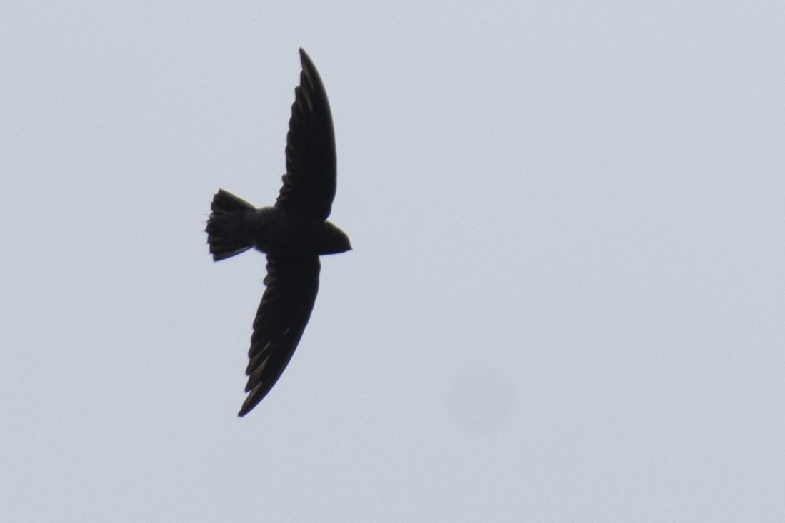 White-rumped Spinetail - ML641050948