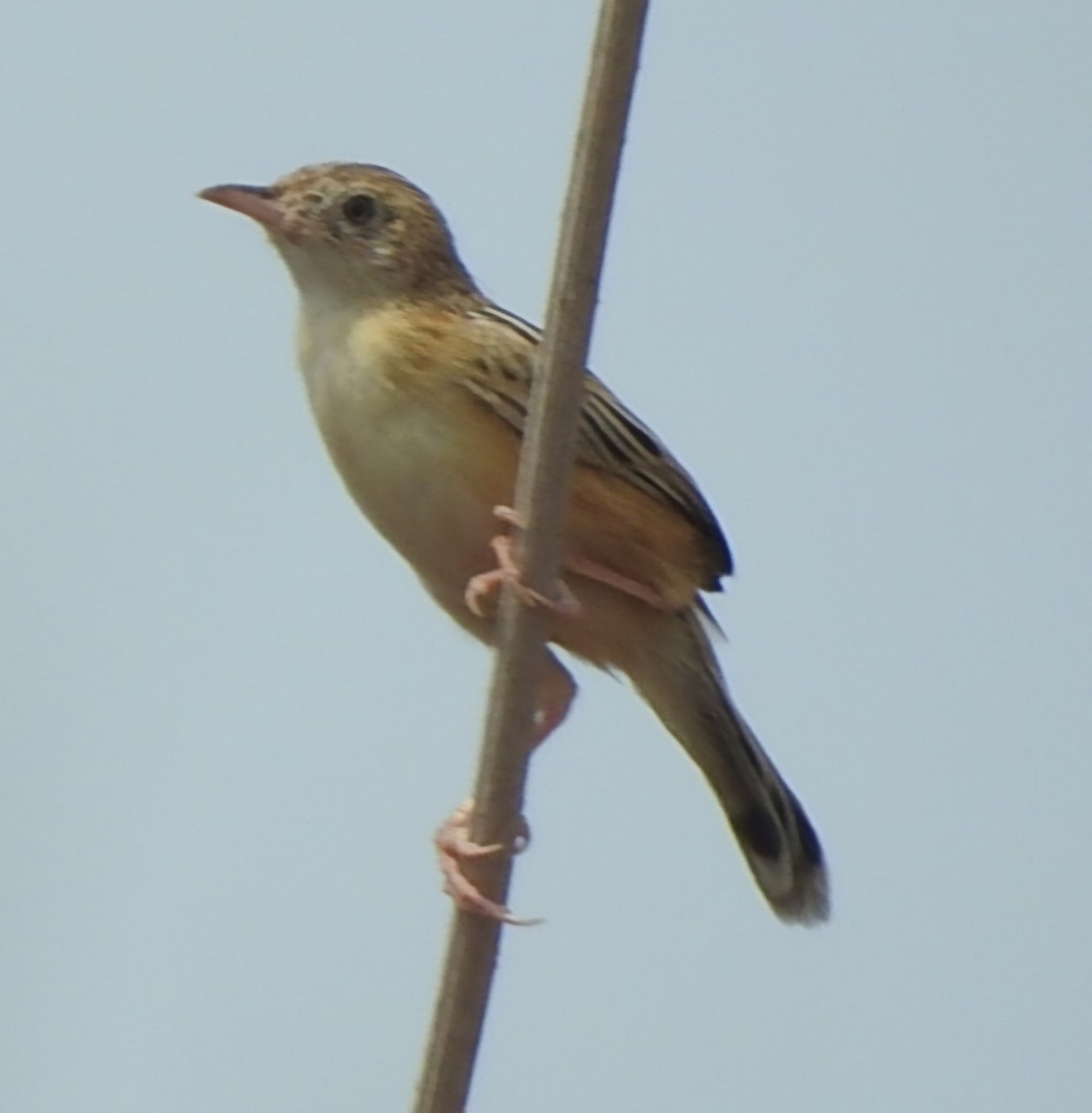Zitting Cisticola - ML641050953