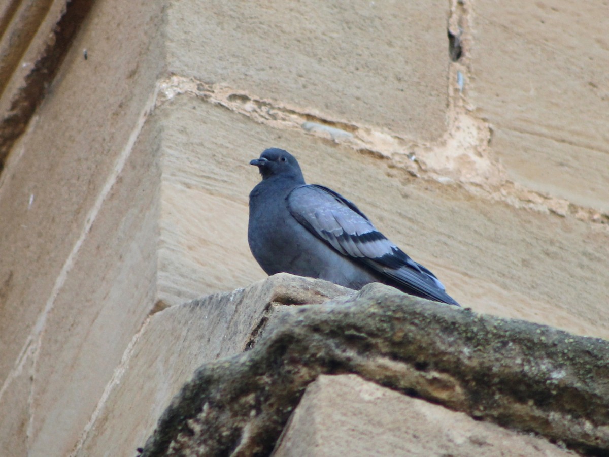 Rock Pigeon (Feral Pigeon) - ML641050966