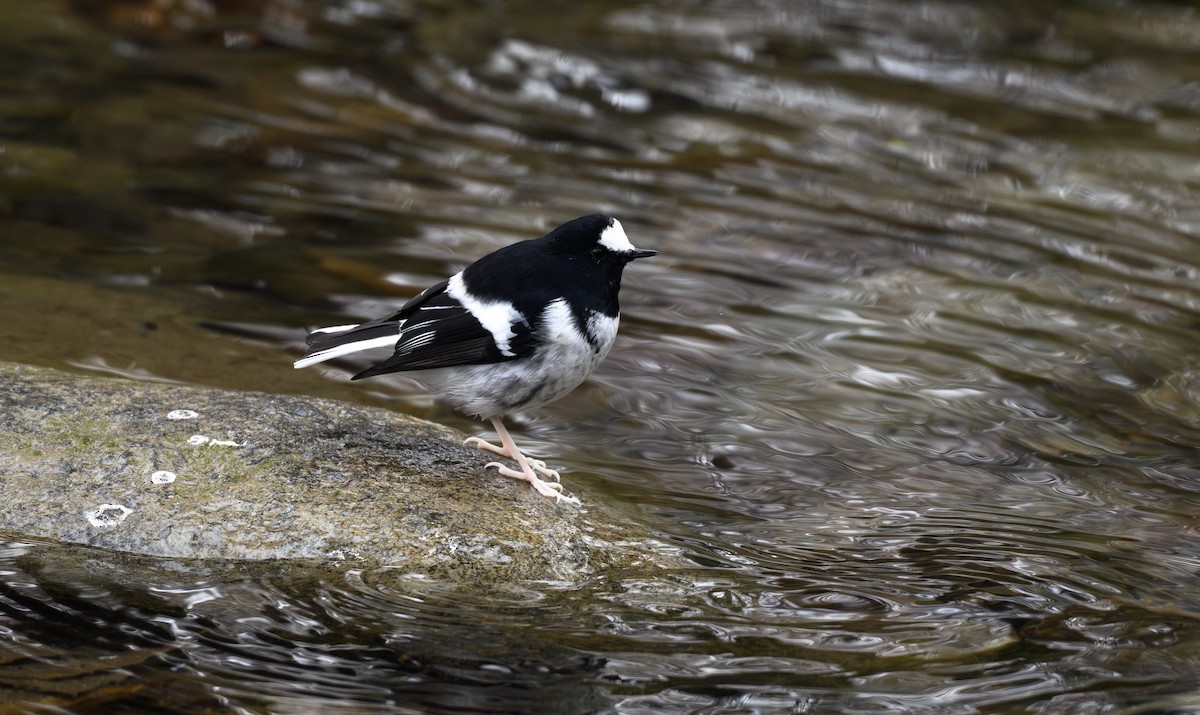 Little Forktail - ML641050998