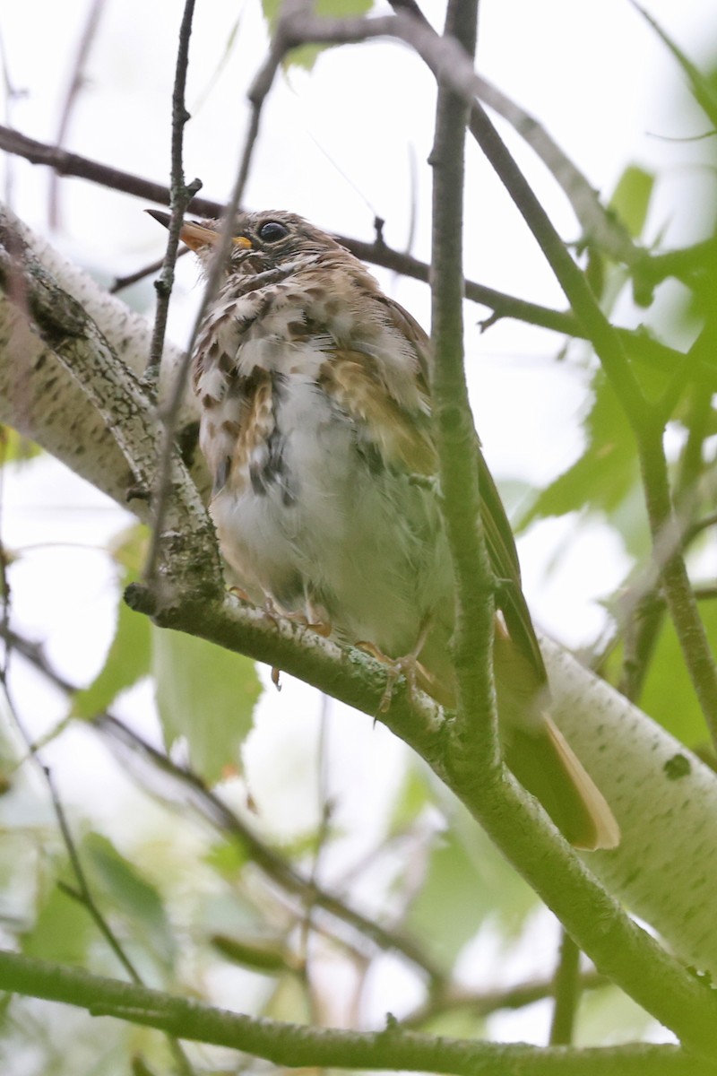 Hermit Thrush - ML641051019