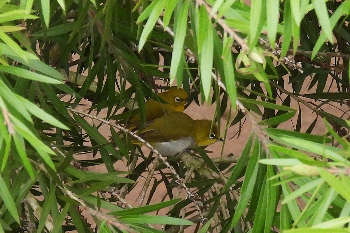 Zostérops oriental - ML641051030
