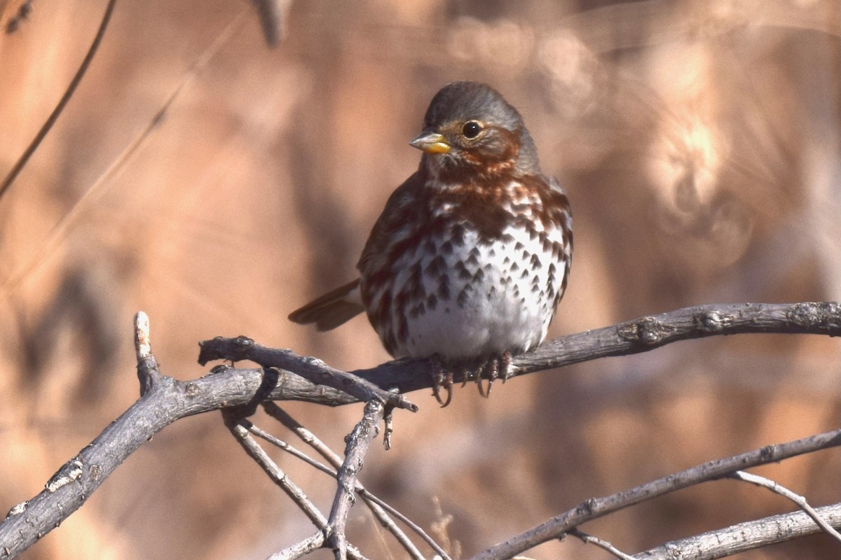 Fox Sparrow (Red) - ML641051060