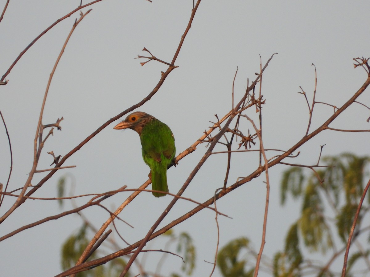 Lineated Barbet - ML641051140