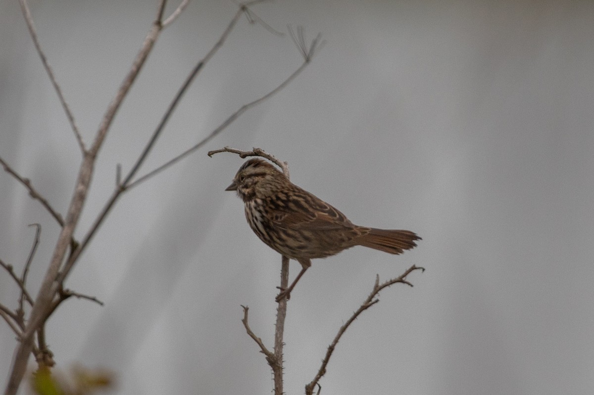 Song Sparrow - ML641051178
