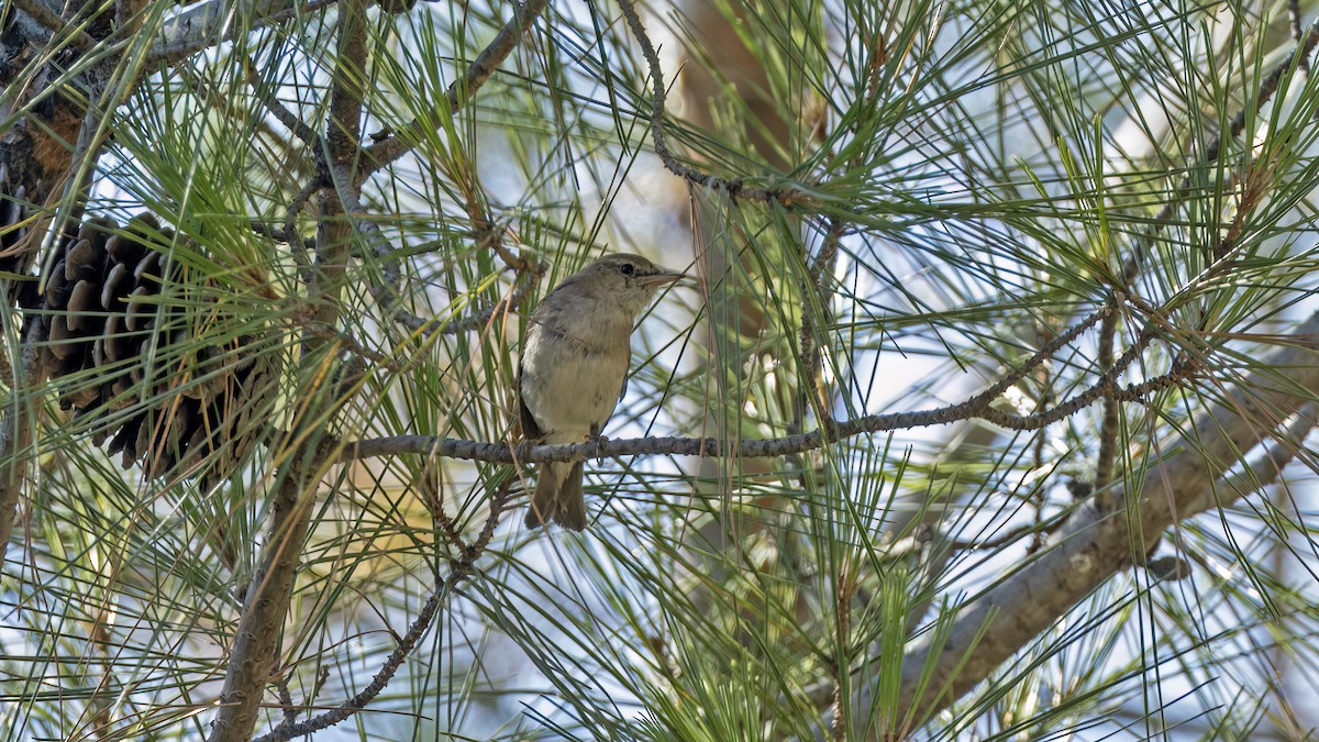 Eastern Bonelli's Warbler - ML641051181