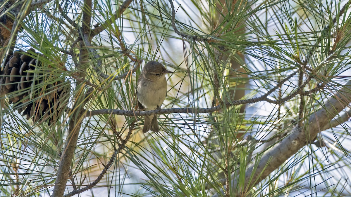 Eastern Bonelli's Warbler - ML641051182