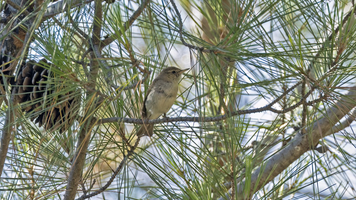 Eastern Bonelli's Warbler - ML641051183