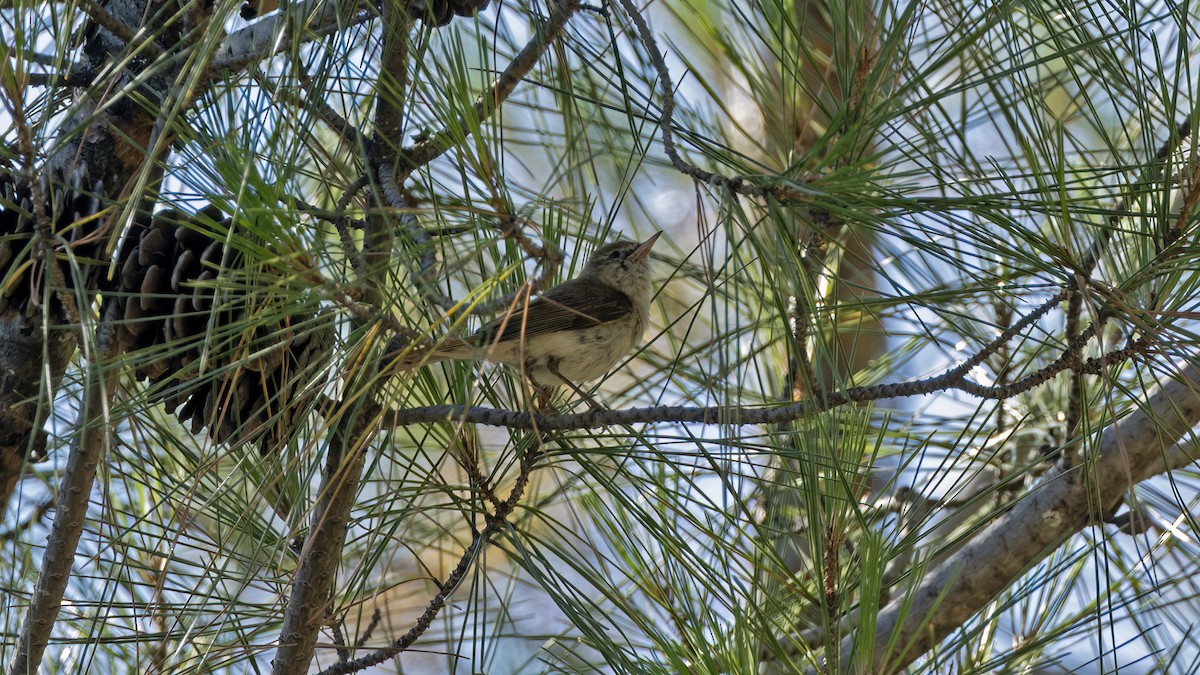Eastern Bonelli's Warbler - ML641051184