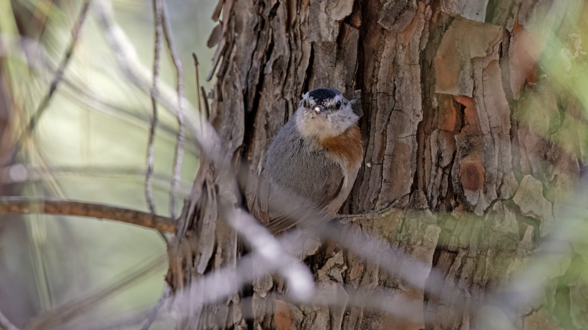 Krüper's Nuthatch - ML641051193
