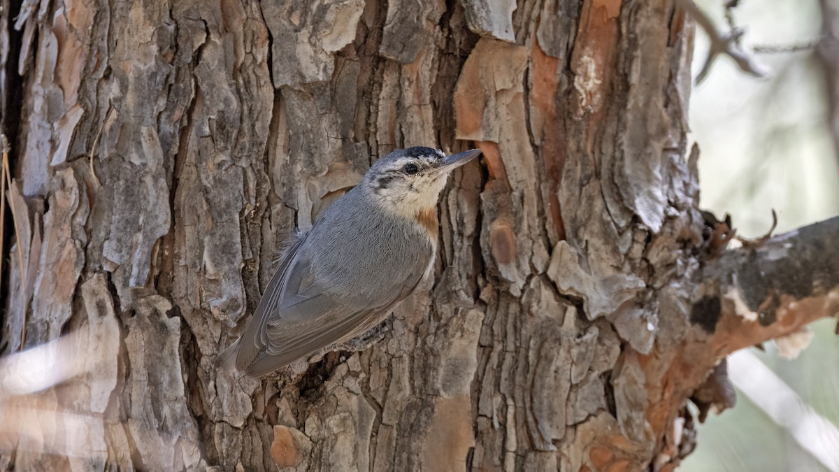 Krüper's Nuthatch - ML641051194