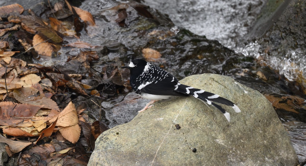 Spotted Forktail - ML641051211