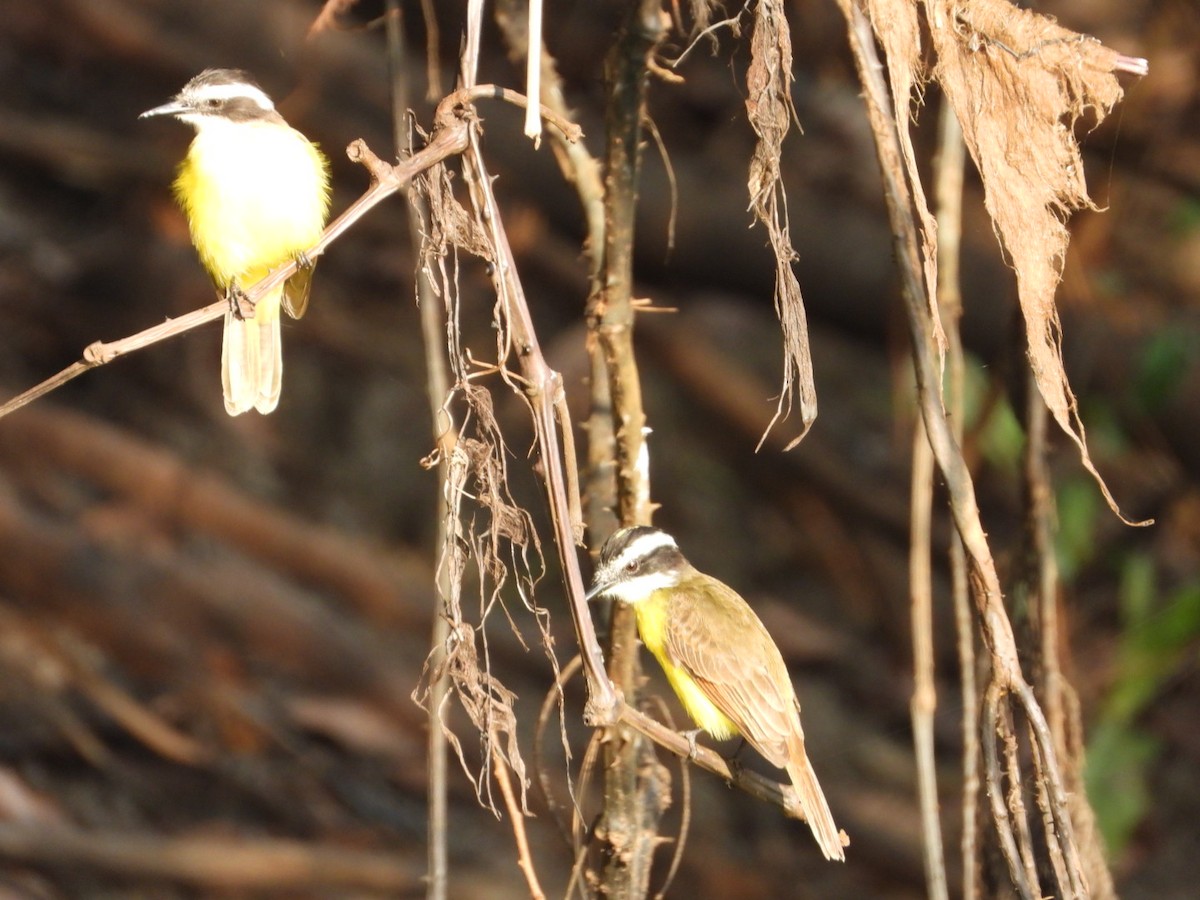 Lesser Kiskadee - ML641051227