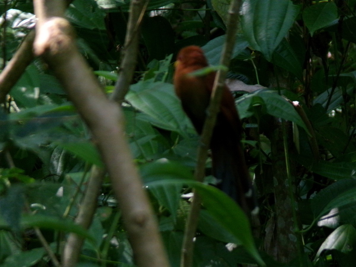 Little Cuckoo - ML641051271