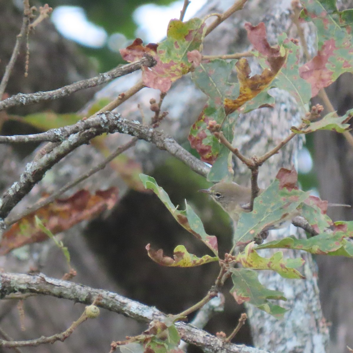 Pine Warbler - ML641051290
