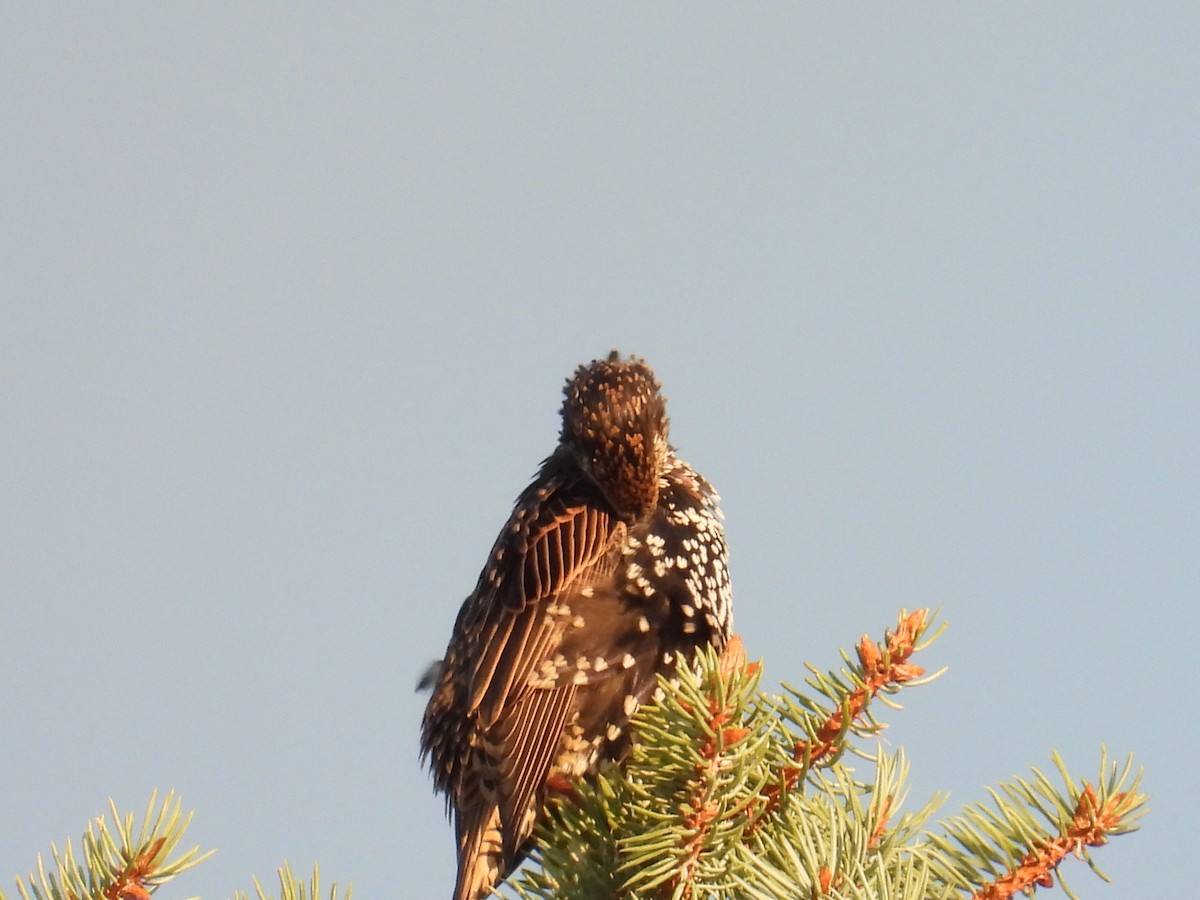 歐洲椋鳥 - ML641051312