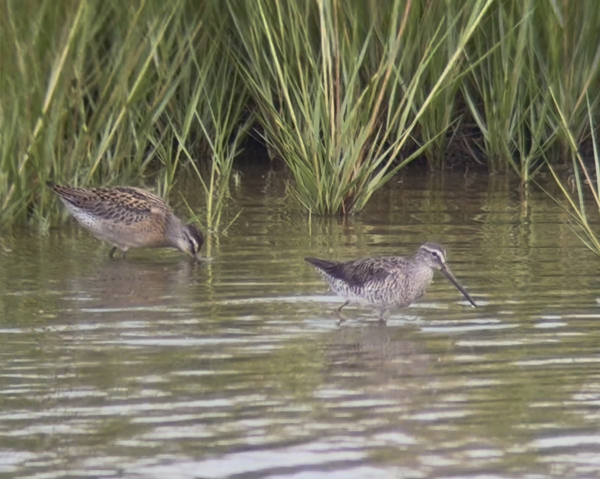 Short-billed Dowitcher - ML641051325