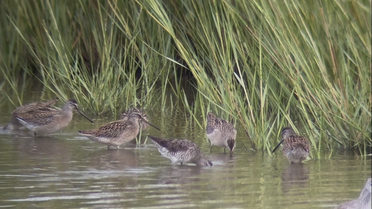 Short-billed Dowitcher - ML641051326