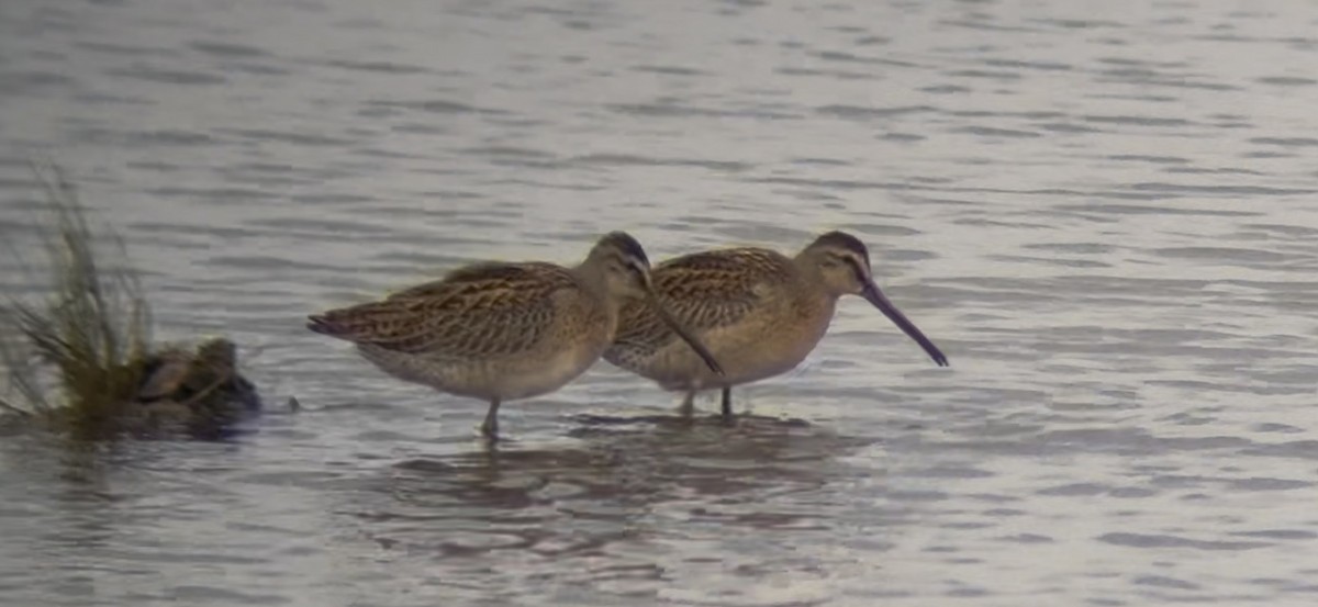 Short-billed Dowitcher - ML641051327