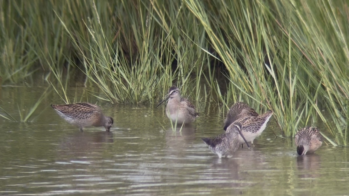 Short-billed Dowitcher - ML641051328