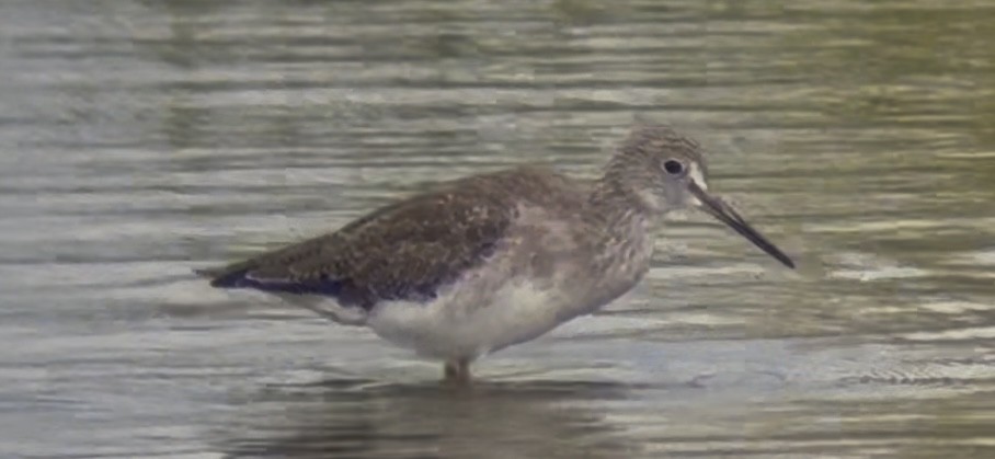 Greater Yellowlegs - ML641051333
