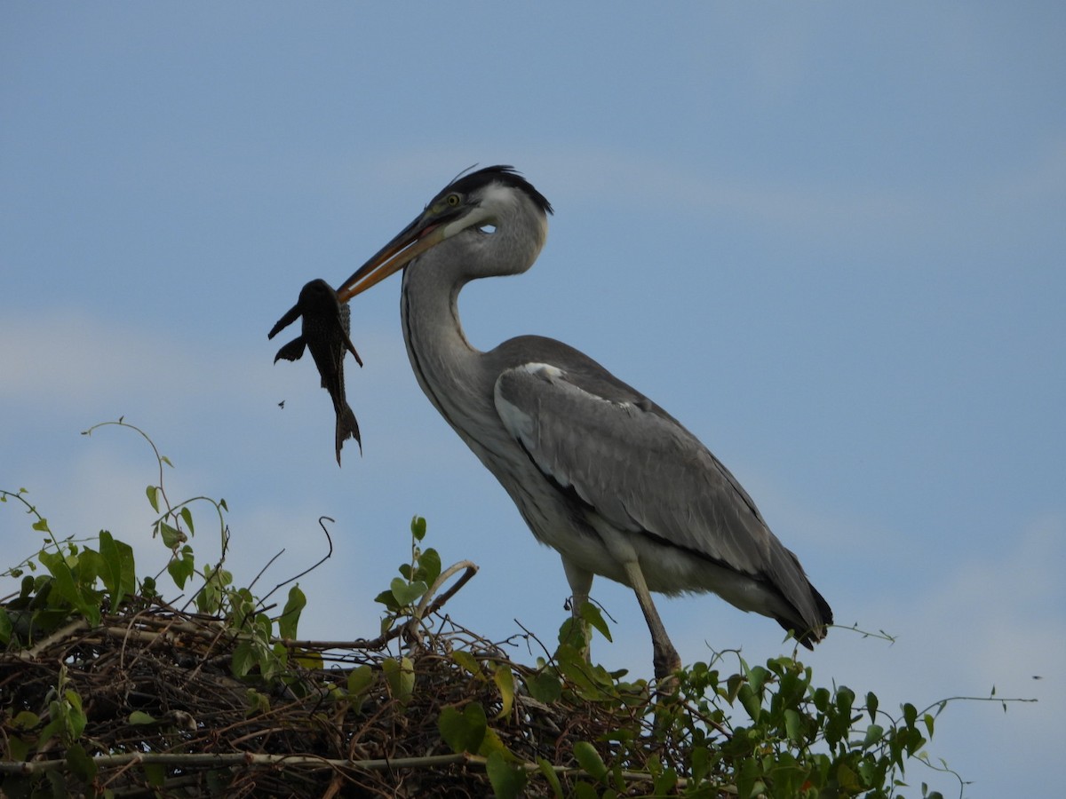 Cocoi Heron - ML641051342
