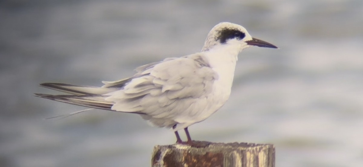 Forster's Tern - ML641051349