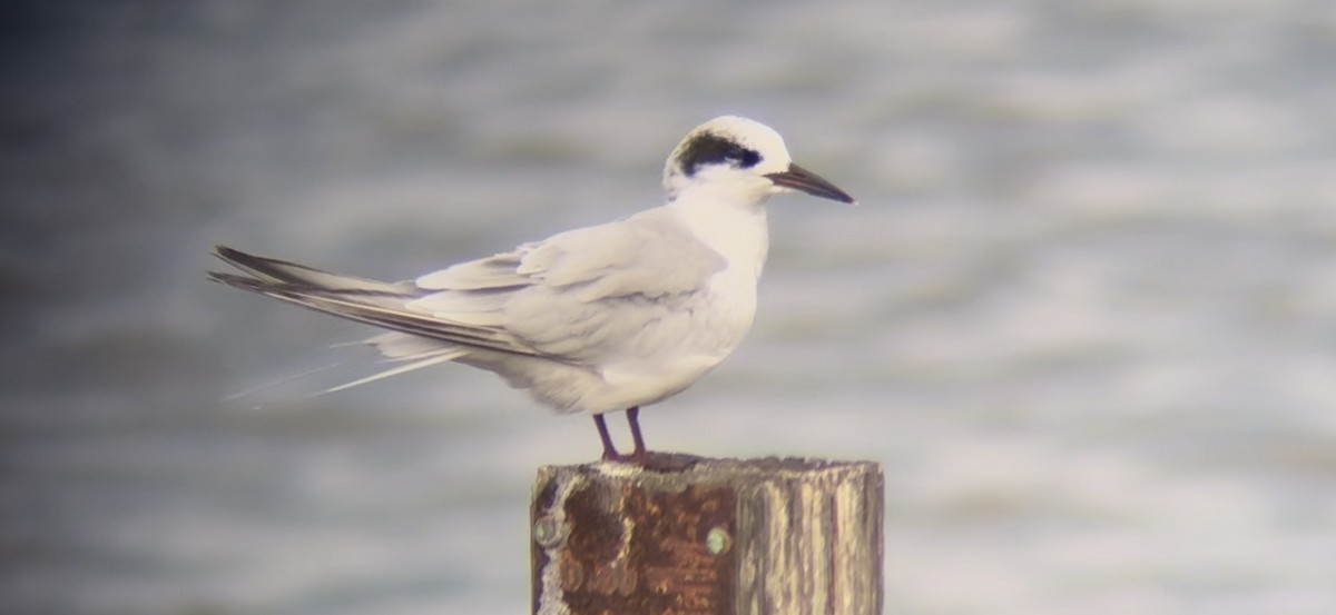 Forster's Tern - ML641051350