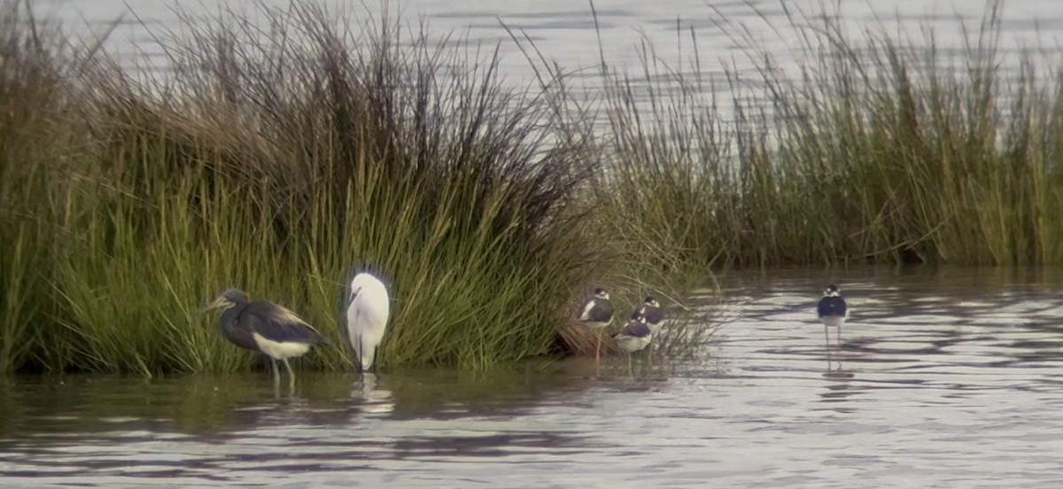 Tricolored Heron - ML641051357
